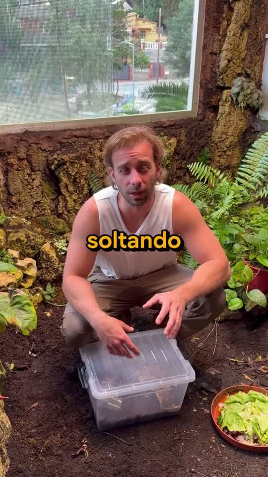 Miles de insectos sueltos en el ecosistema a propósito: divulgación con gancho de apertura fuerte.