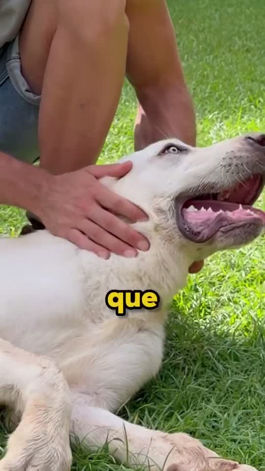 Piezas de contenido publicadas